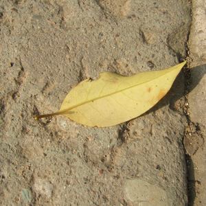 日韩av成人电影
